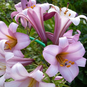 Лилия Пинк Планет